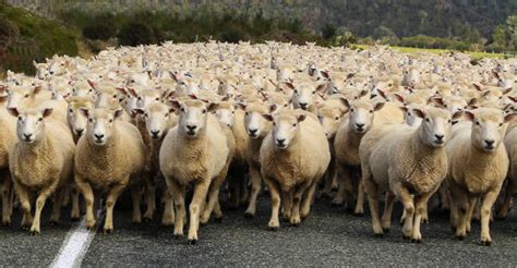 49600 Flock Of Sheep Stock Photos Pictures And Royalty Free Images