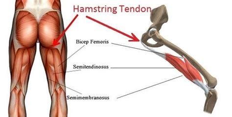 The hamstrings comprise of three muscles, the biceps femoris, semitendinosus, & semimembranosus. Proximal hamstring tendinopathy | Physiotherapy Manly