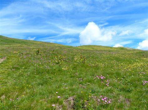 Grassy Hillside With Flowers
