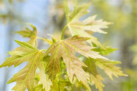 Silver Maple Leaf Tree Unhealthypost