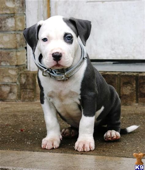 We are blue nose pitbull breeders who offer a 2 year health guarantee on all of our baby pitbulls for sale. 265 best images about PITBULL on Pinterest | American staffordshire terriers, Pit bull love and ...