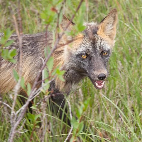 Penetrating Gaze Of An Alert Red Fox Genus Vulpes Photograph By Stephan