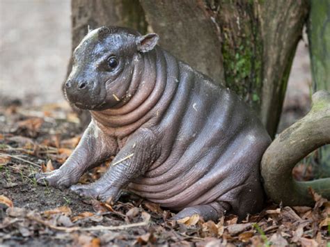 21 Baby Hippo Pictures That Will Make You Smile In Ways You Never Knew