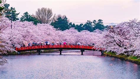 30 Best Cherry Blossom Festivals In Japan Sakura Events To Enjoy Hanami