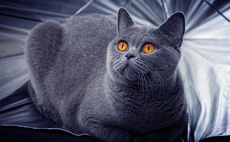 200 Grey Cat Names The Ultimate List