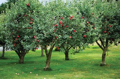 Adding An Orchard To Your Garden Restoration And Design For The Vintage House Old House In