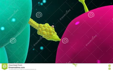 Phagocytes Cartoons Illustrations And Vector Stock Images 205 Pictures