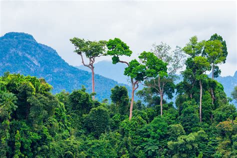 Height Matters For Tree Survival In The Amazon