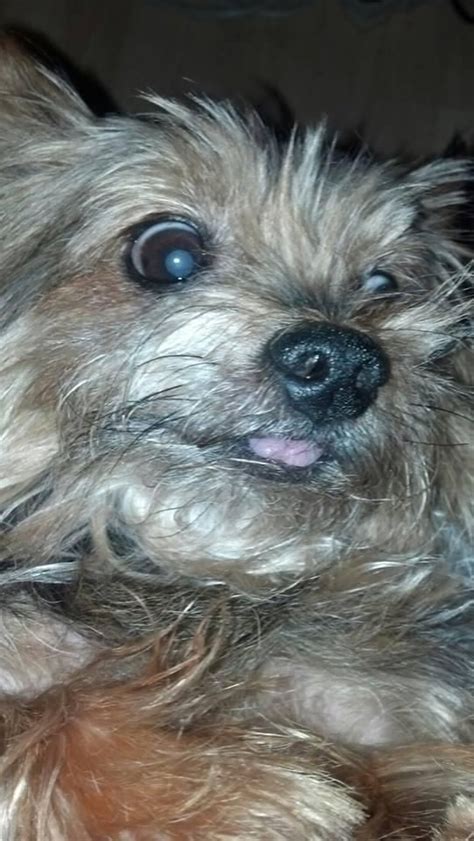 Why Do Yorkies Stick Their Tongue Out