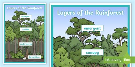 Layers Of The Rainforest Large Display Poster Teacher Made