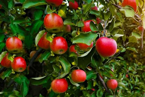 9 Best Fruit Garden Ideas To Trade For Store Bought