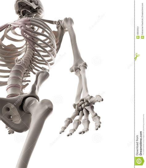 The Skeletal System The Arm Stock Illustration Illustration Of