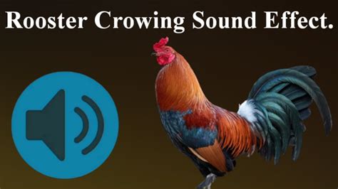 Rooster Crowing Sound Effect Sound Effects Youtube