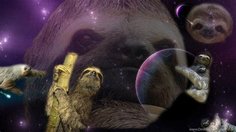 Sloth Wallpapers 4k Hd Sloth Backgrounds On Wallpaperbat