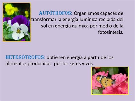 Seres Vivos Autotrofos Y Heterotrofos Biosfera Pinterest Biology Images