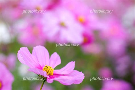 ピンクのコスモスの花 写真素材 1082406 フォトライブラリー Photolibrary