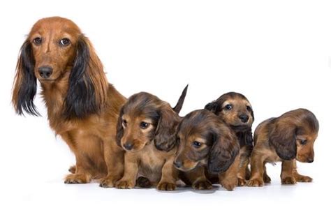 A veterinarian will be able to run tests to more accurately determine how far along the pregnancy is and when a dog will give birth. How Long Are Dogs Pregnant Before They Give Birth