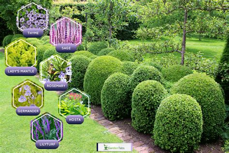 What To Plant In Front Of Boxwoods 7 Colorful Options To Consider