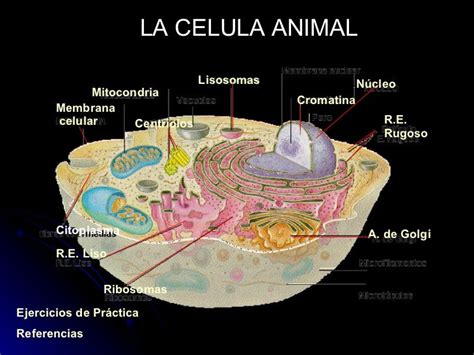 Que Es La Celula Animal Y Sus Funciones Consejos Celulares
