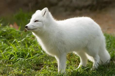 Arctic Fox Food Chain Understanding Their Role