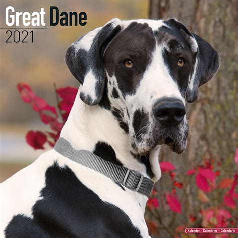 Great Dane (Euro) Calendar, Dog Breed Calendars | Pet Prints Inc
