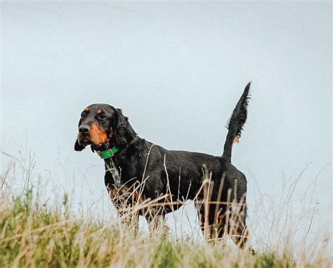 Gordon Setter Breed History Standards And Hunting Dog