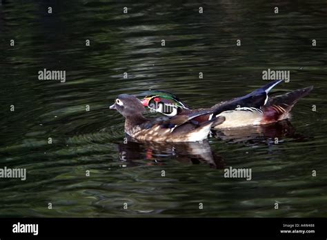 Wood Duck Breeding Pair Stock Photo Alamy
