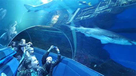 Year 1 And 4 Trip To Blue Planet Aquarium Forest Park Preparatory School