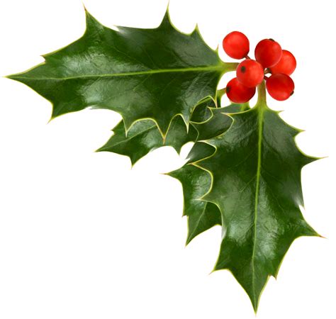 55 Free Holly Clipart