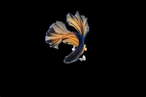 Premium Photo Beautiful Movements Of The Siamese Fighting Fish