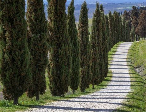 The Best Fast Growing Evergreen Trees Solved Bob Vila Easy