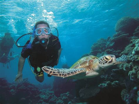 Port Douglas Snorkel And Diving Trips Great Barrier Reef Cruises Swim With Whales