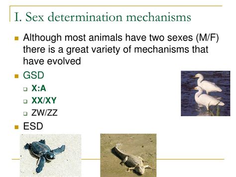 Ppt Genetics Of Sex Powerpoint Presentation Free Download Id6783477
