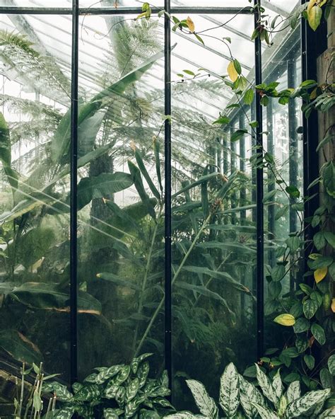 House Goals Or What Haarkongreenhousetour Plant Aesthetic Plants