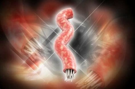 Tapeworm Infection Symptoms Causes And Treatment Step To Health