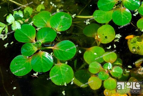 Floating Primrose Ludwigia Peploides Stock Photo Picture And Rights