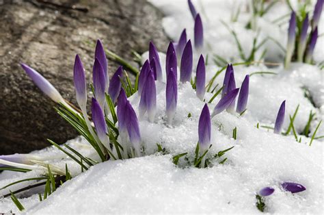 Crocus In The Snow Flickr Photo Sharing