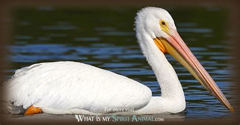 Pelican Symbolism And Meaning Spirit Totem And Power Animal