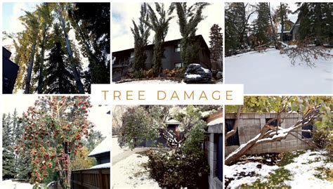 How To Prevent Winter Tree Damage Fiddlers Green Landscaping Inc
