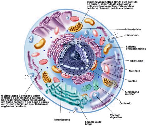 Morfología De Una Célula Eucariótica