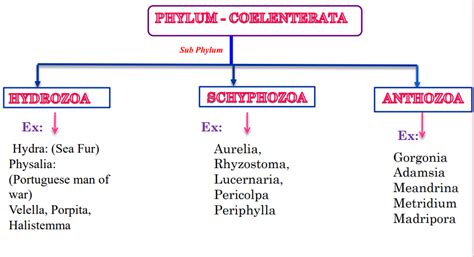 Phylum Coelenterata Cnidaria Its Classification And