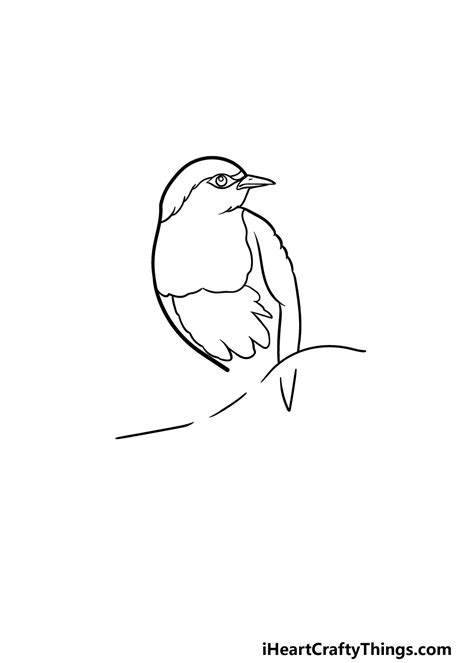 Robin Bird Drawing Step By Step