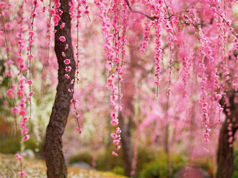Free Photo Beautiful Spring Tree Flora Forest Green Free