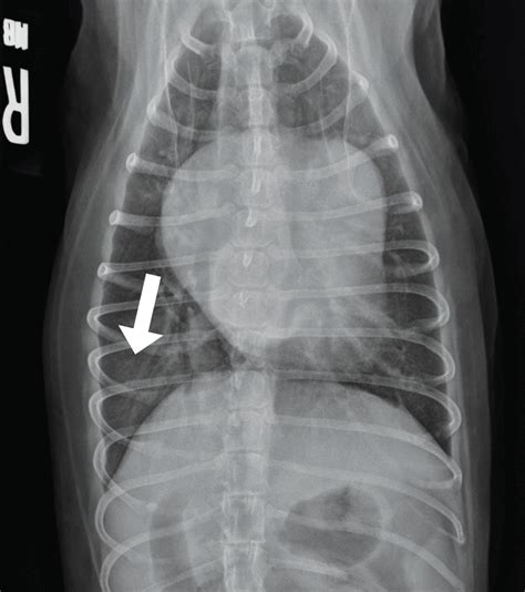 Radiographic Diagnosis Of Pleural Effusion And Pulmonary Edema In Dogs