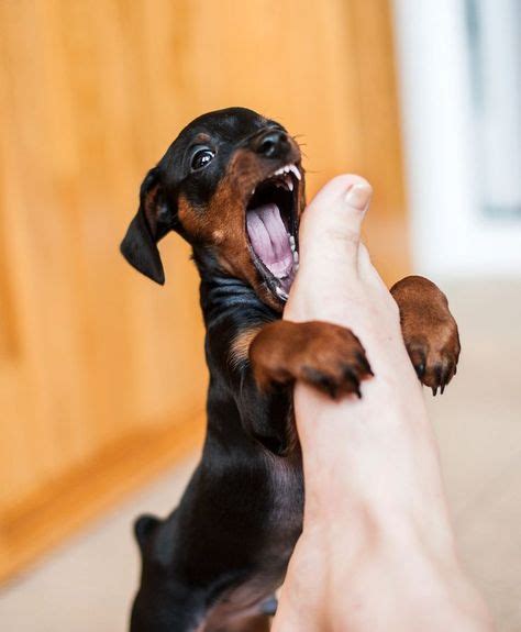 And in 99 out of 100 cases, this is not a serious business as a dog owner and trainer, i'll also tell you how i get my puppies to be happy and trusted family members, not hairy little beasts nipping and biting. Ask The Trainer: How to stop puppies from biting, chewing ...