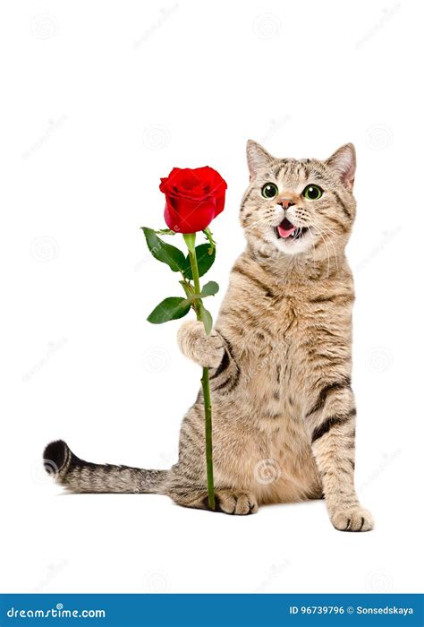 Cat Rose Stock Photos Royalty Free Images Dreamstime