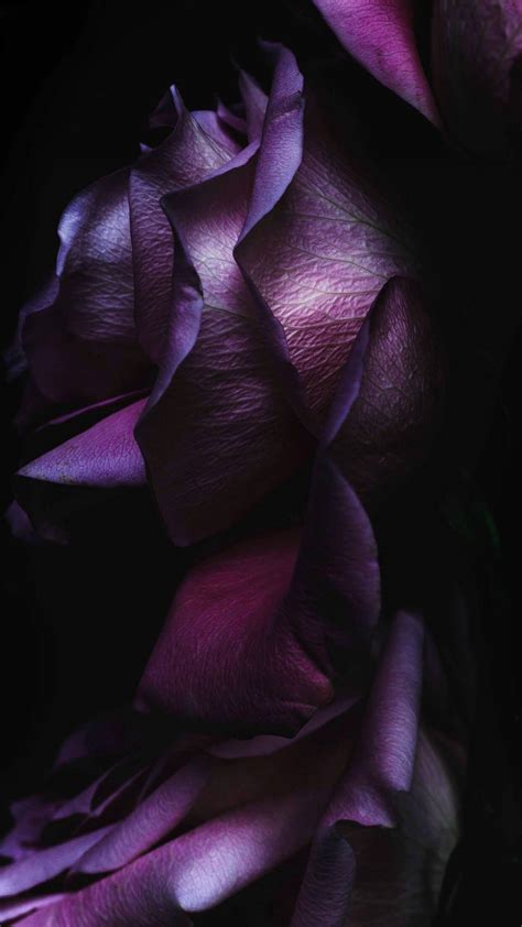 Download Black Aesthetic Rose Purple Petals Wallpaper