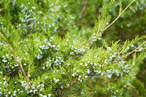 13 Types Of Juniper Trees And Shrubs With Their Characteristics American Gardener