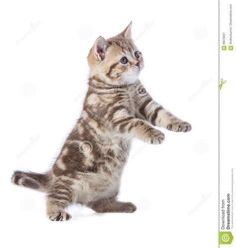 Funny Kitten Cat Standing Isolated With Paw Up Stock Image