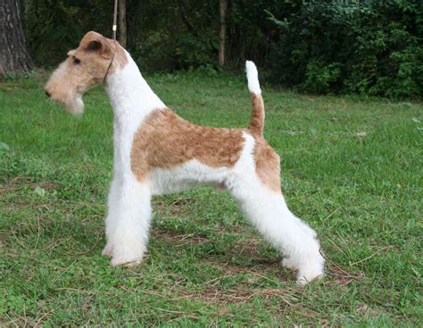 Wire Fox Terrier Pictures Information Temperament Characteristics